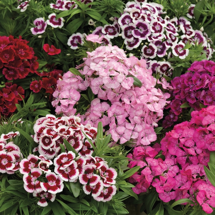 Pinocchio™ 'Mix' - Dianthus barbatus (Sweet William) from Wilson Farm, Inc. Pinocchio™ 'Mix' - Dianthus barbatus (Sweet William) from Wilson Farm, Inc.
