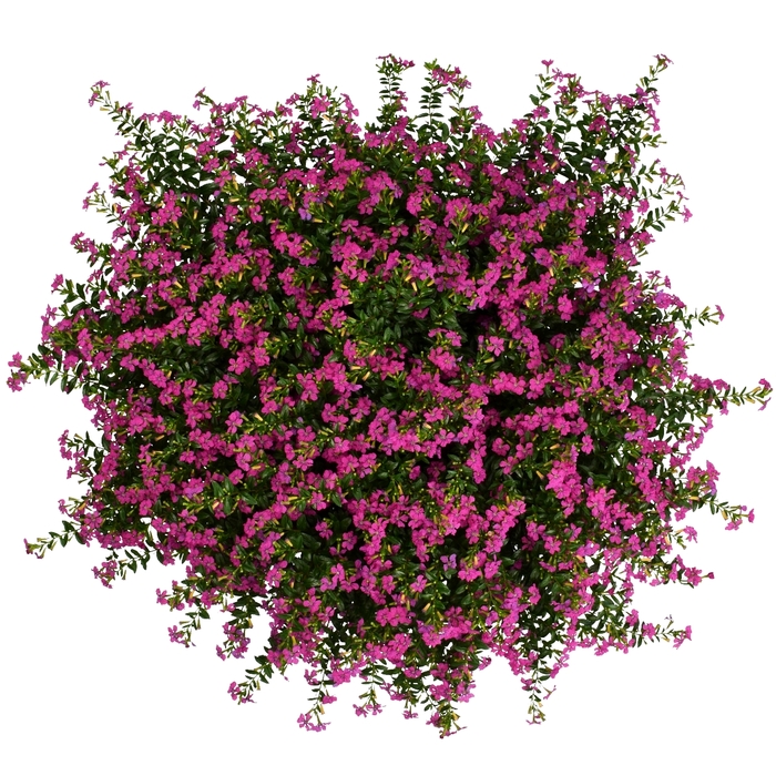 FloriGlory® 'Diana' Mexican Heather - Cuphea from Wilson Farm, Inc. FloriGlory® 'Diana' Mexican Heather - Cuphea from Wilson Farm, Inc.