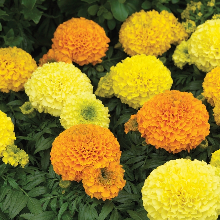Antigua™ 'Mix' - Tagetes erecta (Marigold) from Wilson Farm, Inc. Antigua™ 'Mix' - Tagetes erecta (Marigold) from Wilson Farm, Inc.