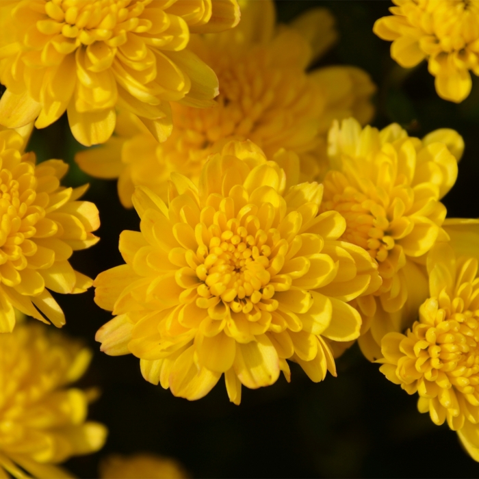 'Rhonda&trade; Yellow' Garden Mum - Chrysanthemum x morifolium from Wilson Farm, Inc.