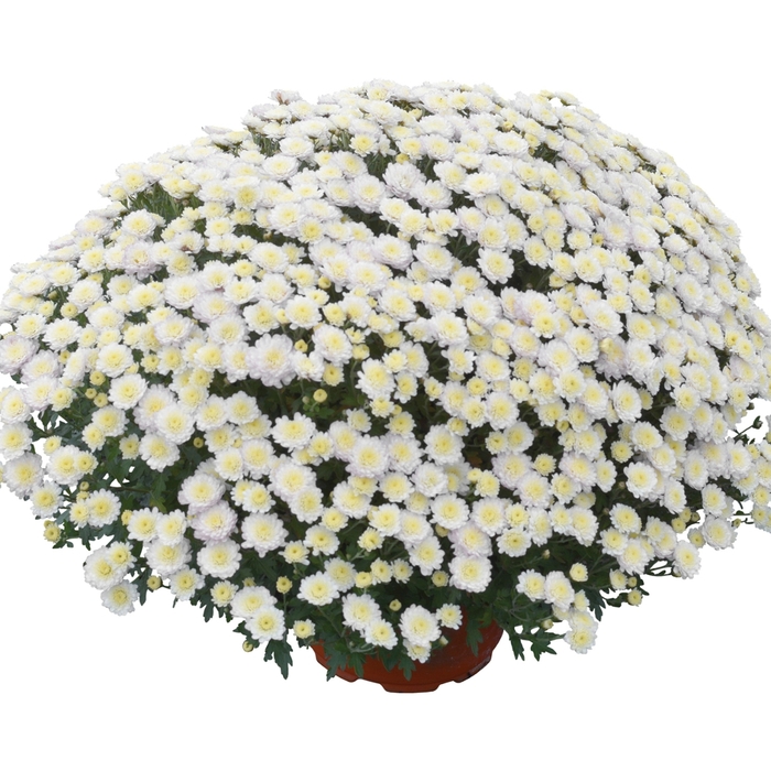 'Rhonda™ White' Garden Mum - Chrysanthemum x morifolium from Wilson Farm, Inc. 'Rhonda™ White' Garden Mum - Chrysanthemum x morifolium from Wilson Farm, Inc.