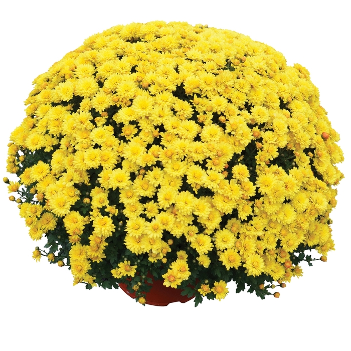 'Nikki&trade; Yellow' Garden Mum - Chrysanthemum x morifolium from Wilson Farm, Inc.