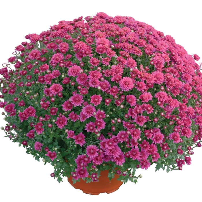 'Nikki™ Dark Pink' Garden Mum - Chrysanthemum x morifolium from Wilson Farm, Inc. 'Nikki™ Dark Pink' Garden Mum - Chrysanthemum x morifolium from Wilson Farm, Inc.