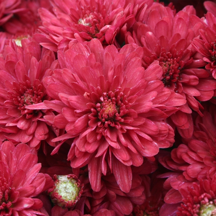 'Wanda™ Red' Garden Mum - Chrysanthemum x morifolium from Wilson Farm, Inc. 'Wanda™ Red' Garden Mum - Chrysanthemum x morifolium from Wilson Farm, Inc.