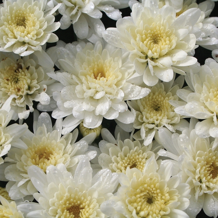 'Makenzie™ White' Garden Mum - Chrysanthemum x morifolium from Wilson Farm, Inc. 'Makenzie™ White' Garden Mum - Chrysanthemum x morifolium from Wilson Farm, Inc.