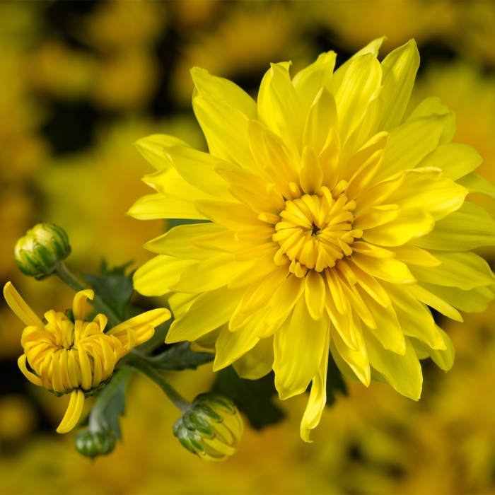 'Makayla&trade; Yellow' Garden Mum - Chrysanthemum x morifolium from Wilson Farm, Inc.