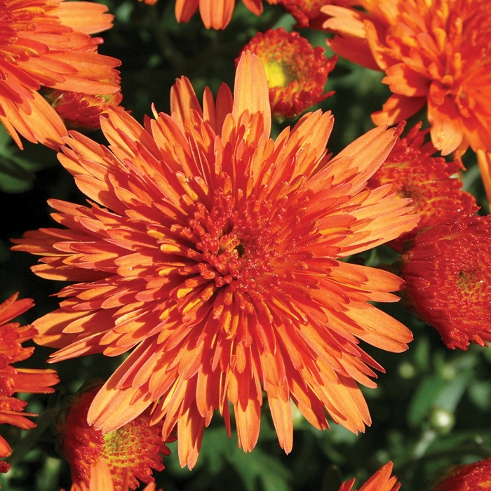 'Makenna™ Orange' Garden Mum - Chrysanthemum x morifolium from Wilson Farm, Inc. 'Makenna™ Orange' Garden Mum - Chrysanthemum x morifolium from Wilson Farm, Inc.