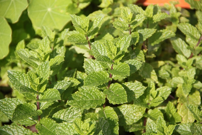 Spearmint - Mentha spicata from Wilson Farm, Inc. Spearmint - Mentha spicata from Wilson Farm, Inc.