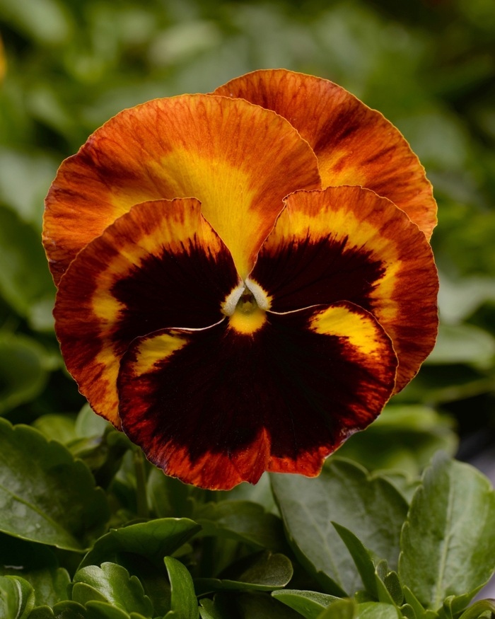 'Solar Flare' Matrix Pansy - Viola x wittrockiana (Pansy) from Wilson Farm, Inc. 'Solar Flare' Matrix Pansy - Viola x wittrockiana (Pansy) from Wilson Farm, Inc.