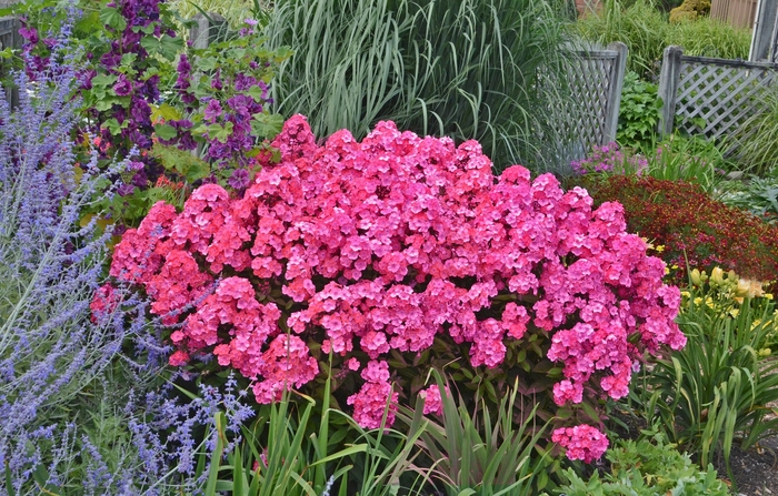 Garden Girls&trade; 'Glamour Girl' - Phlox paniculata (Garden Phlox) from Wilson Farm, Inc.