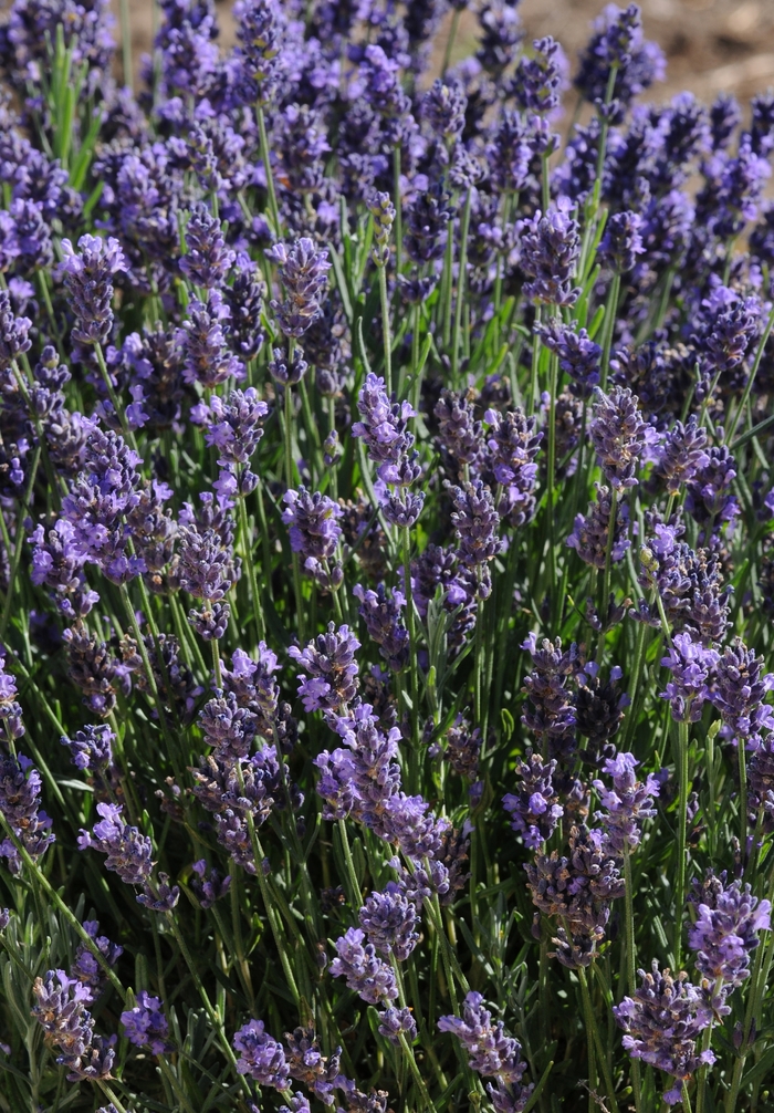 'SuperBlue' English Lavender - Lavandula angustifolia from Wilson Farm, Inc. 'SuperBlue' English Lavender - Lavandula angustifolia from Wilson Farm, Inc.