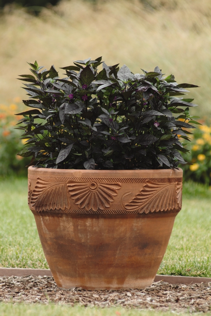 'Black Pearl' Pepper - Capsicum annuum from Wilson Farm, Inc. 'Black Pearl' Pepper - Capsicum annuum from Wilson Farm, Inc.