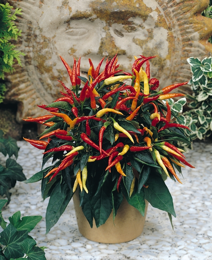 'Medusa' - Capsicum annuum (Ornamental Pepper) from Wilson Farm, Inc. 'Medusa' - Capsicum annuum (Ornamental Pepper) from Wilson Farm, Inc.