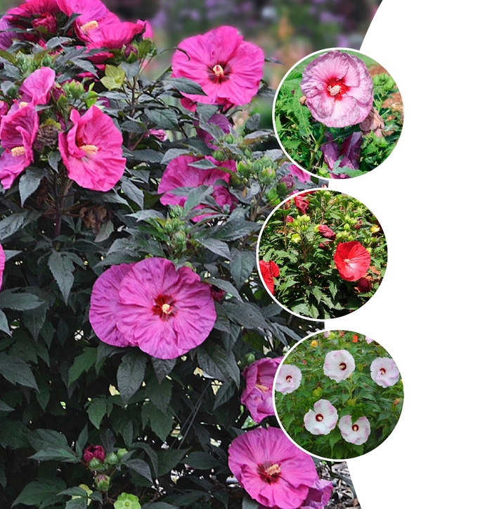 Rose Mallow - Hibiscus from Wilson Farm, Inc.