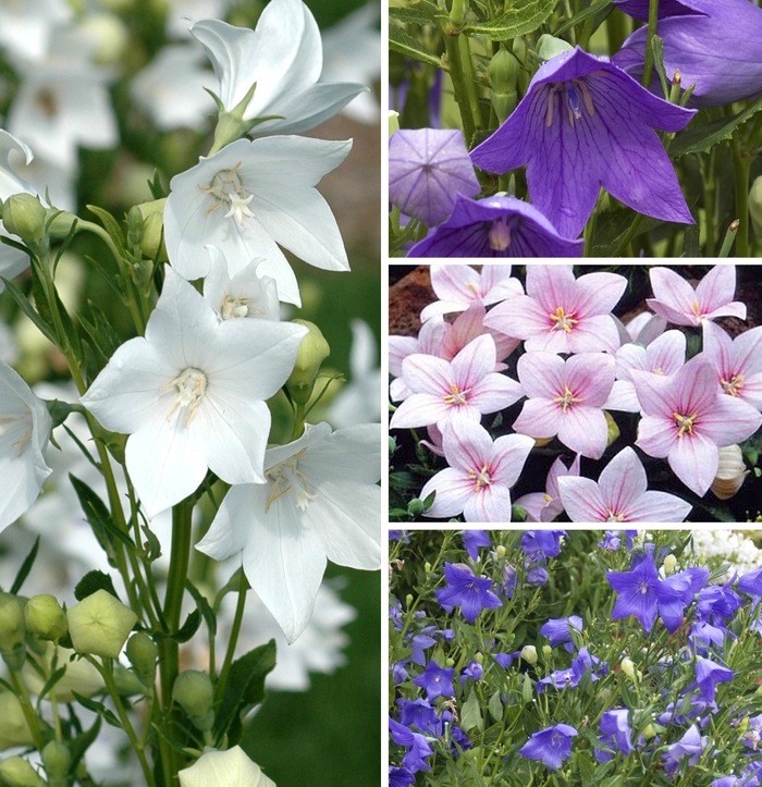 'Multiple Varieties' Balloon Flower - Platycodon grandiflorus from Wilson Farm, Inc. 'Multiple Varieties' Balloon Flower - Platycodon grandiflorus from Wilson Farm, Inc.