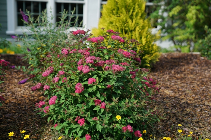 Double Play 'Doozie®' - Spiraea (Spirea) from Wilson Farm, Inc. Double Play 'Doozie®' - Spiraea (Spirea) from Wilson Farm, Inc.