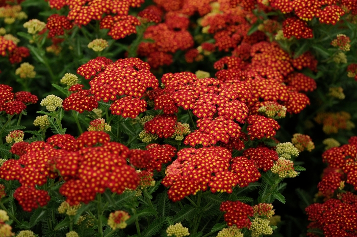 'Strawberry Seduction' - Achillea millefolium (Yarrow) from Wilson Farm, Inc. 'Strawberry Seduction' - Achillea millefolium (Yarrow) from Wilson Farm, Inc.