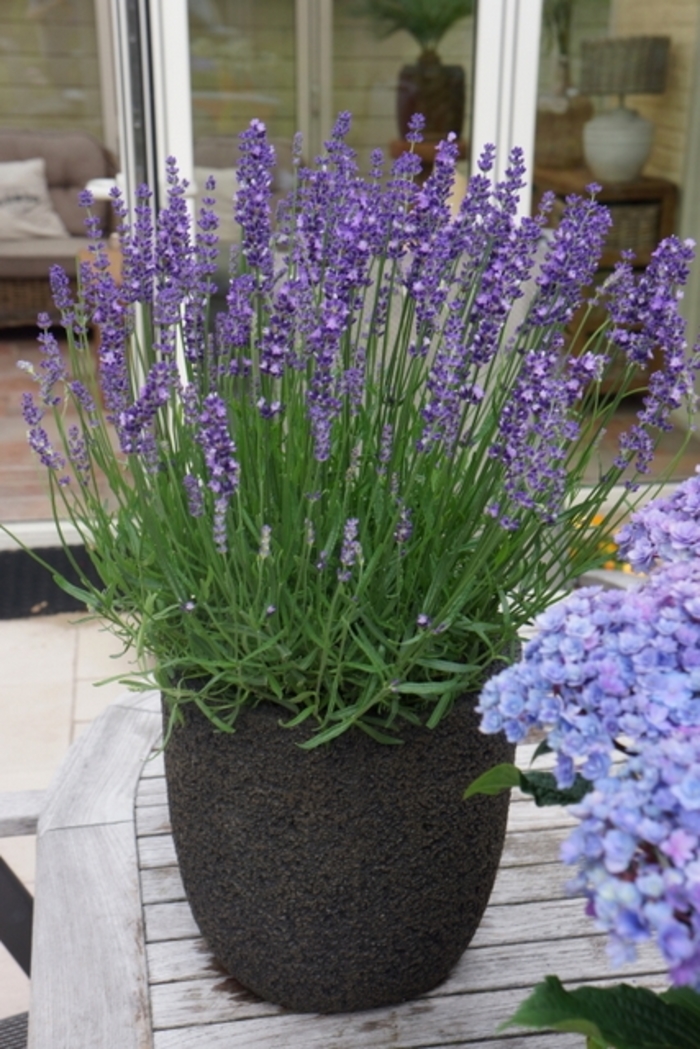 'Big Time Blue' English Lavender - Lavandula angustifolia from Wilson Farm, Inc. 'Big Time Blue' English Lavender - Lavandula angustifolia from Wilson Farm, Inc.