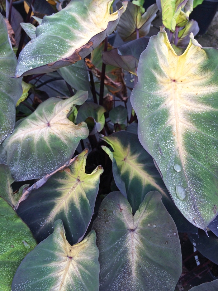 'Royal Hawaiian® 'Tropical Storm' - Colocasia esculenta (Elephant's Ear) from Wilson Farm, Inc. 'Royal Hawaiian® 'Tropical Storm' - Colocasia esculenta (Elephant's Ear) from Wilson Farm, Inc.
