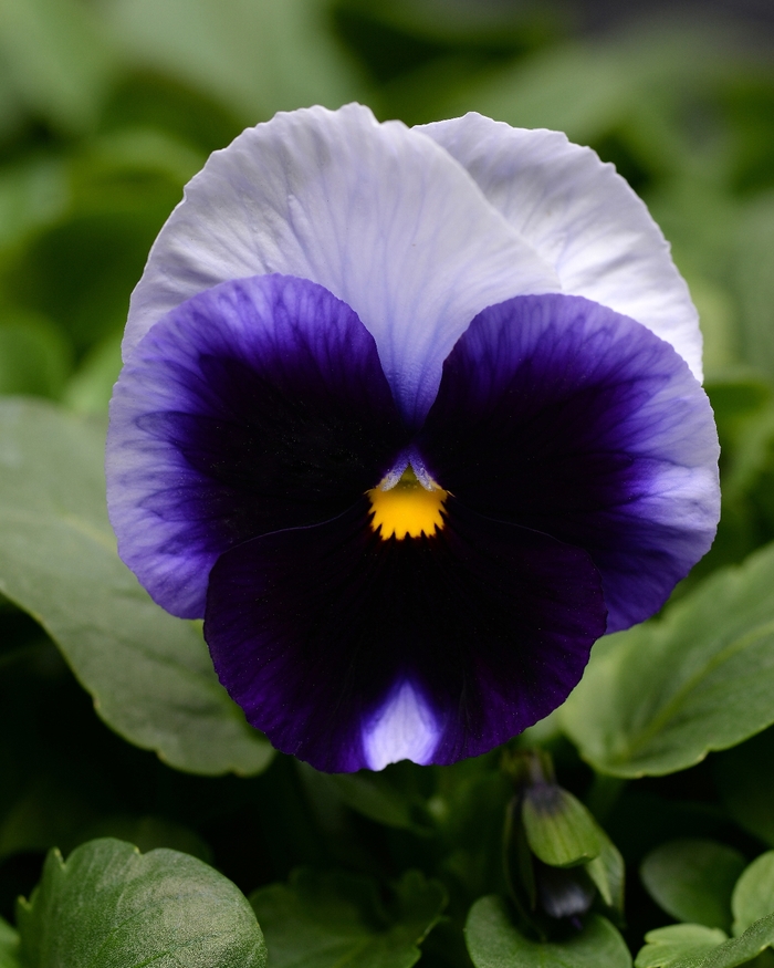 Beaconsfield Matrix Pansy - Viola x wittrockiana (Pansy) from Wilson Farm, Inc. Beaconsfield Matrix Pansy - Viola x wittrockiana (Pansy) from Wilson Farm, Inc.