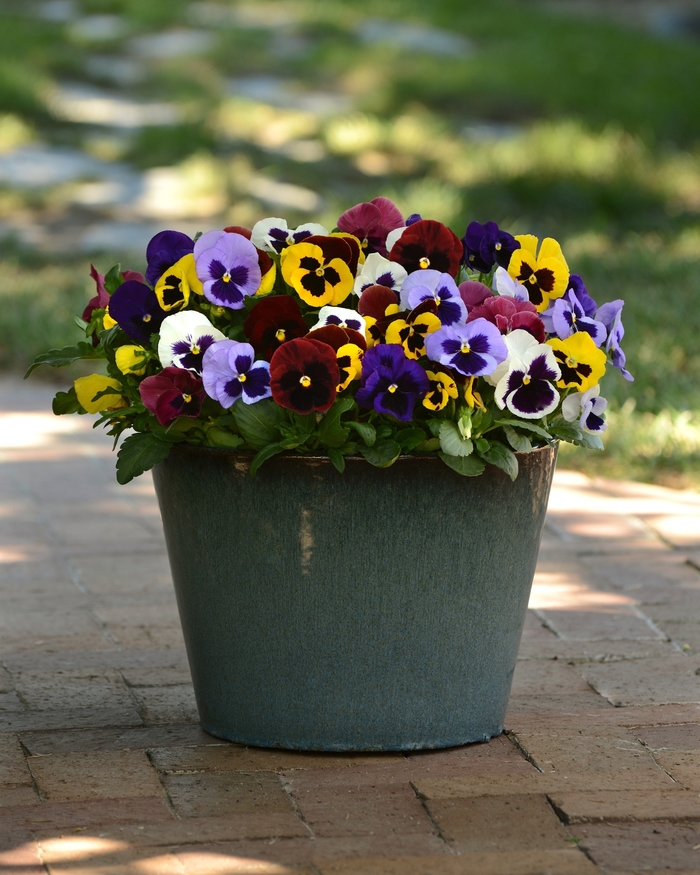 'Blotch Mix' Matrix Pansy - Viola x wittrockiana (Pansy) from Wilson Farm, Inc. 'Blotch Mix' Matrix Pansy - Viola x wittrockiana (Pansy) from Wilson Farm, Inc.