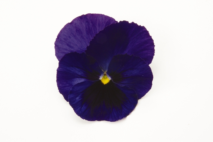 Blue Blotch Matrix Pansy - Viola x wittrockiana (Pansy) from Wilson Farm, Inc. Blue Blotch Matrix Pansy - Viola x wittrockiana (Pansy) from Wilson Farm, Inc.
