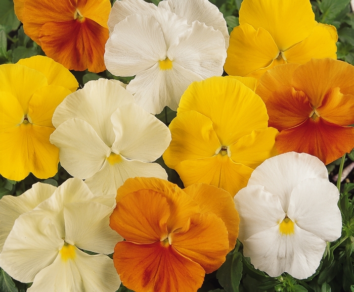 Citrus Mix Matrix Pansy - Viola x wittrockiana (Pansy) from Wilson Farm, Inc.