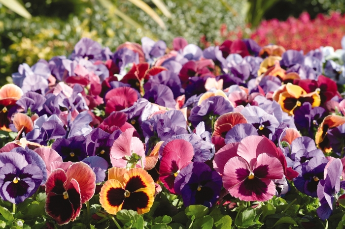 'Coastal Sunrise' Matrix Pansy - Viola x wittrockiana (Pansy) from Wilson Farm, Inc. 'Coastal Sunrise' Matrix Pansy - Viola x wittrockiana (Pansy) from Wilson Farm, Inc.