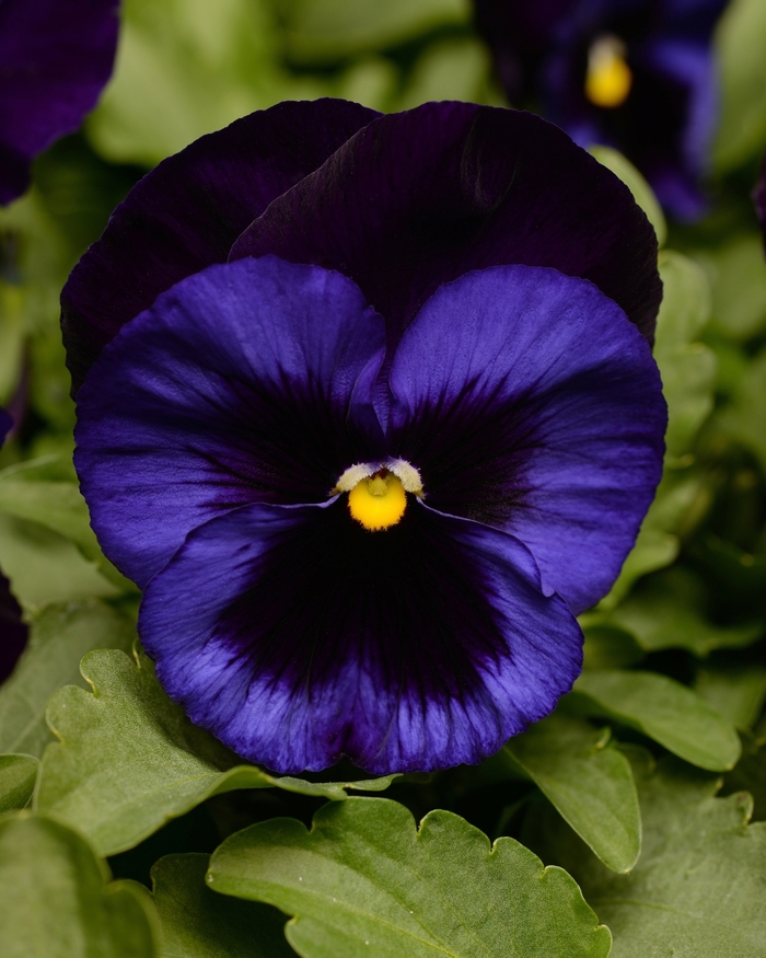 Deep Blue Blotch Matrix Pansy - Viola x wittrockiana (Pansy) from Wilson Farm, Inc. Deep Blue Blotch Matrix Pansy - Viola x wittrockiana (Pansy) from Wilson Farm, Inc.