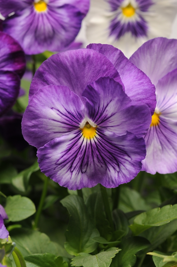 'Lavender Shades' Matrix Pansy - Viola x wittrockiana (Pansy) from Wilson Farm, Inc.