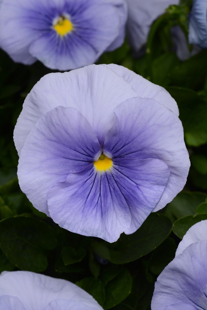 Light Blue Matrix Pansy - Viola x wittrockiana (Pansy) from Wilson Farm, Inc. Light Blue Matrix Pansy - Viola x wittrockiana (Pansy) from Wilson Farm, Inc.