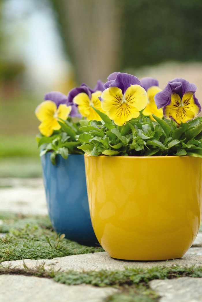'Morpheus Mix' Matrix Pansy - Viola x wittrockiana (Pansy) from Wilson Farm, Inc. 'Morpheus Mix' Matrix Pansy - Viola x wittrockiana (Pansy) from Wilson Farm, Inc.