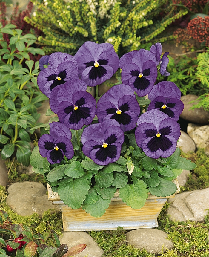 'Ocean' Matrix Orange - Viola x wittrockiana (Pansy) from Wilson Farm, Inc. 'Ocean' Matrix Orange - Viola x wittrockiana (Pansy) from Wilson Farm, Inc.