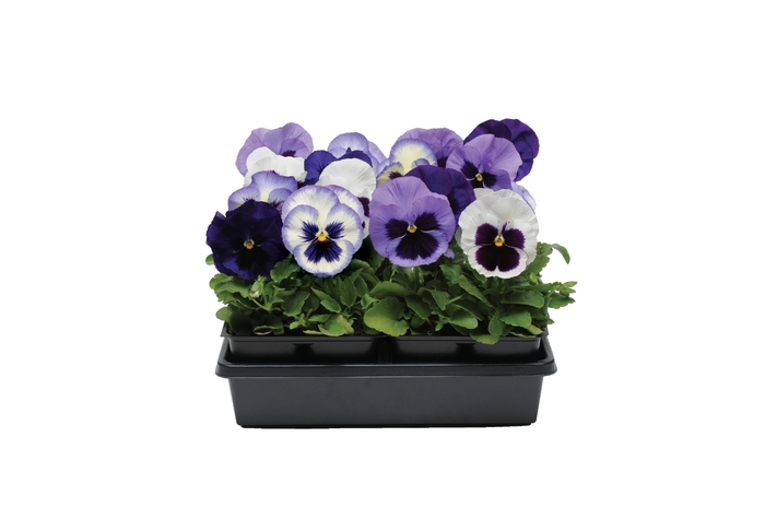 'Ocean Breeze Mix' Matrix Pansy - Viola x wittrockiana (Pansy) from Wilson Farm, Inc.