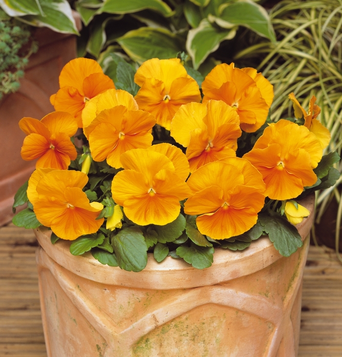 'Orange' Matrix Pansy - Viola x wittrockiana (Pansy) from Wilson Farm, Inc. 'Orange' Matrix Pansy - Viola x wittrockiana (Pansy) from Wilson Farm, Inc.