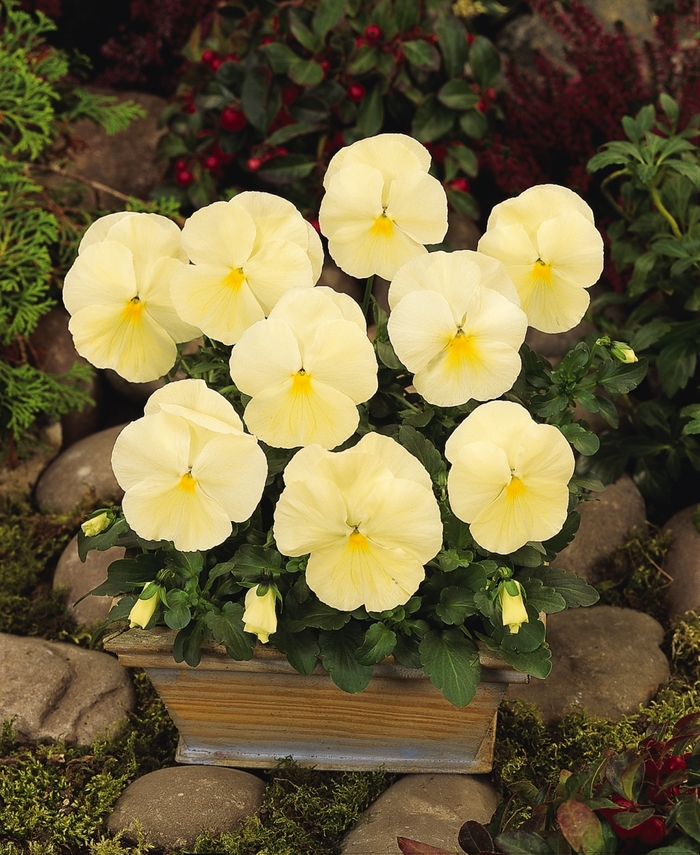 'Primrose' Matrix Pansy - Viola x wittrockiana (Pansy) from Wilson Farm, Inc. 'Primrose' Matrix Pansy - Viola x wittrockiana (Pansy) from Wilson Farm, Inc.