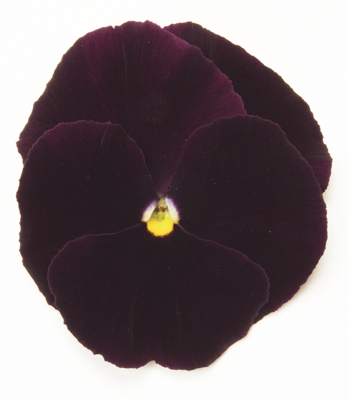 Purple Matrix Pansy - Viola x wittrockiana (Pansy) from Wilson Farm, Inc. Purple Matrix Pansy - Viola x wittrockiana (Pansy) from Wilson Farm, Inc.