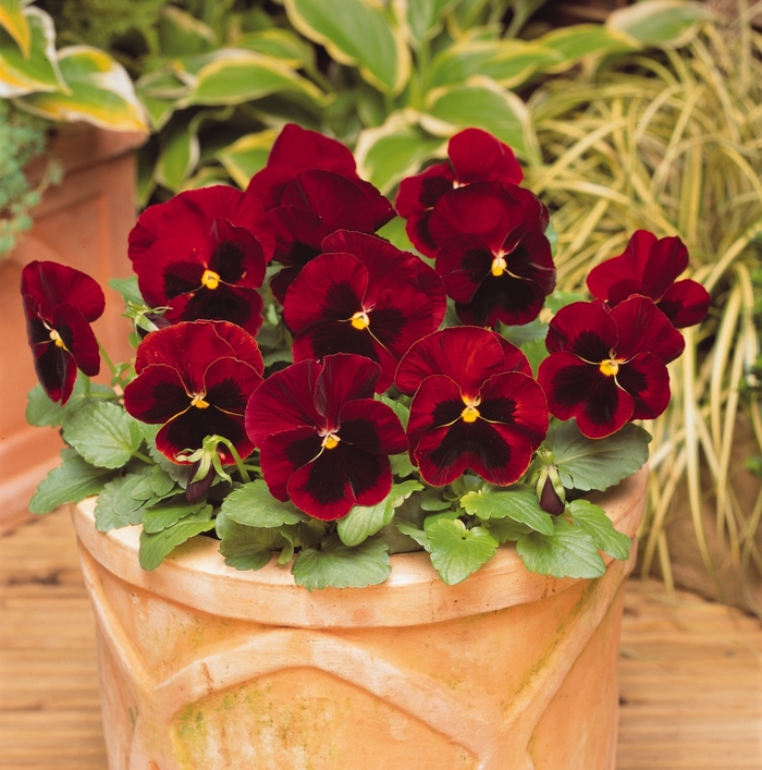 'Red Blotch' Matrix Pansy - Viola x wittrockiana (Pansy) from Wilson Farm, Inc. 'Red Blotch' Matrix Pansy - Viola x wittrockiana (Pansy) from Wilson Farm, Inc.