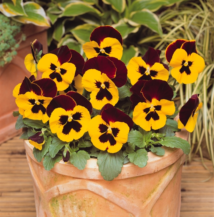 'Red Wing' Matrix Pansy - Viola x wittrockiana (Pansy) from Wilson Farm, Inc. 'Red Wing' Matrix Pansy - Viola x wittrockiana (Pansy) from Wilson Farm, Inc.