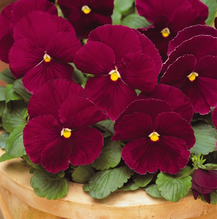 'Rose' Matrix Pansy - Viola x wittrockiana (Pansy) from Wilson Farm, Inc. 'Rose' Matrix Pansy - Viola x wittrockiana (Pansy) from Wilson Farm, Inc.