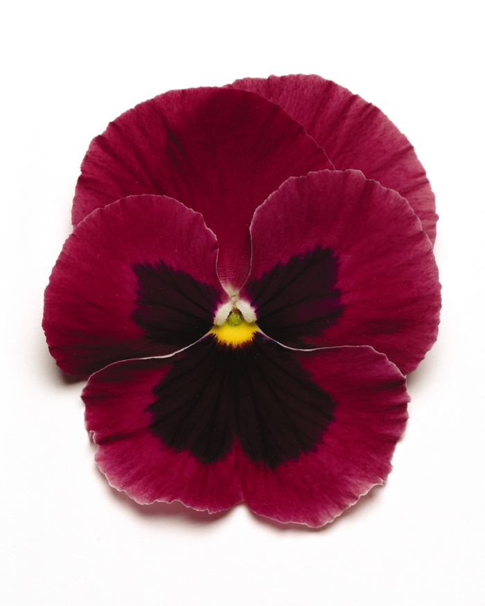 'Rose Blotch' Matrix Pansy - Viola x wittrockiana (Pansy) from Wilson Farm, Inc.