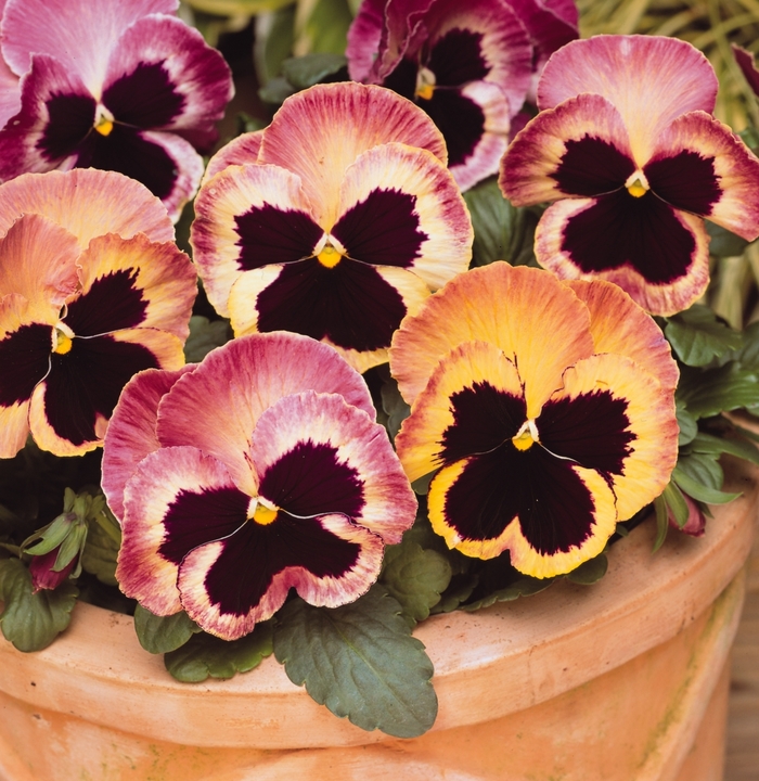 'Sunrise' Matrix Pansy - Viola x wittrockiana (Pansy) from Wilson Farm, Inc. 'Sunrise' Matrix Pansy - Viola x wittrockiana (Pansy) from Wilson Farm, Inc.