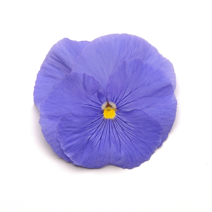 True Blue Matrix Pansy - Viola x wittrockiana (Pansy) from Wilson Farm, Inc. True Blue Matrix Pansy - Viola x wittrockiana (Pansy) from Wilson Farm, Inc.