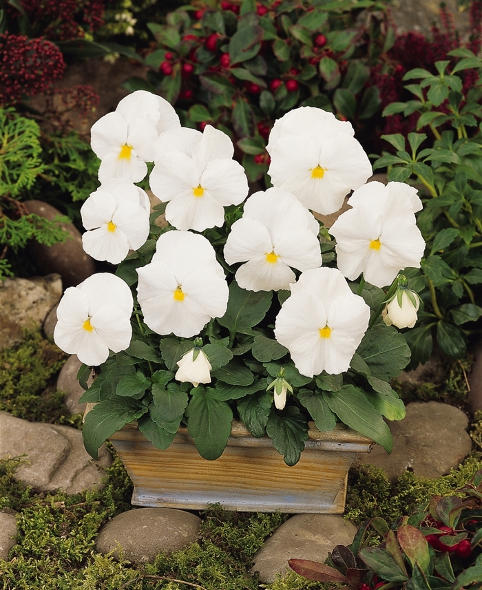 'White' Matrix Pansy - Viola x wittrockiana (Pansy) from Wilson Farm, Inc. 'White' Matrix Pansy - Viola x wittrockiana (Pansy) from Wilson Farm, Inc.