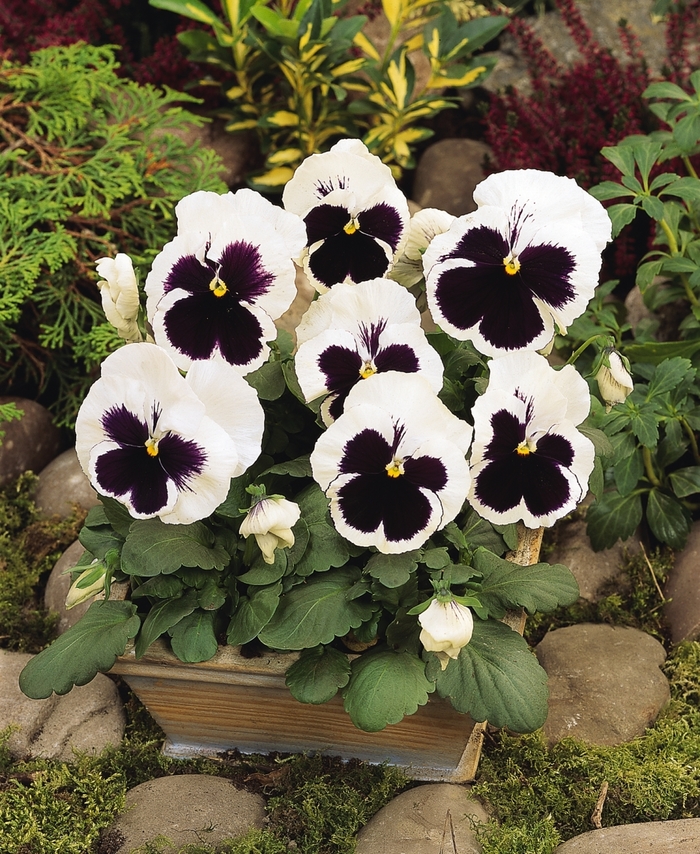 'White Blotch' Matrix Pansy - Viola x wittrockiana (Pansy) from Wilson Farm, Inc.