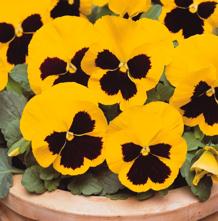 'Yellow Blotch' Matrix Pansy - Viola x wittrockiana (Pansy) from Wilson Farm, Inc. 'Yellow Blotch' Matrix Pansy - Viola x wittrockiana (Pansy) from Wilson Farm, Inc.
