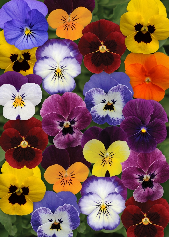 Sorbet® XP 'Autumn Select Mixture' - Viola cornuta (Pansy) from Wilson Farm, Inc. Sorbet® XP 'Autumn Select Mixture' - Viola cornuta (Pansy) from Wilson Farm, Inc.