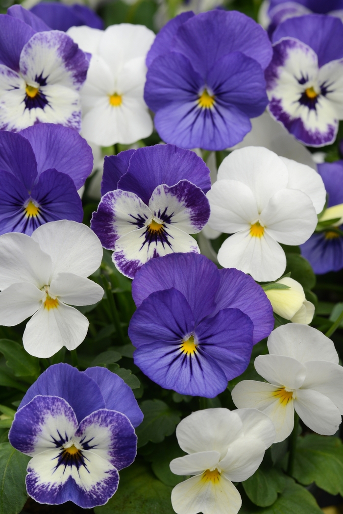 'Blueberry Sundae Mixture' Viola Sorbet - Viola cornuta (Pansy) from Wilson Farm, Inc. 'Blueberry Sundae Mixture' Viola Sorbet - Viola cornuta (Pansy) from Wilson Farm, Inc.