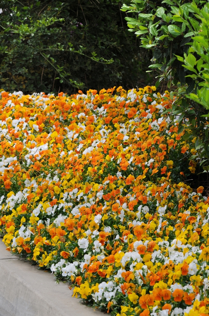 Citrus Mixture Viola Sorbet - Viola cornuta from Wilson Farm, Inc. Citrus Mixture Viola Sorbet - Viola cornuta from Wilson Farm, Inc.