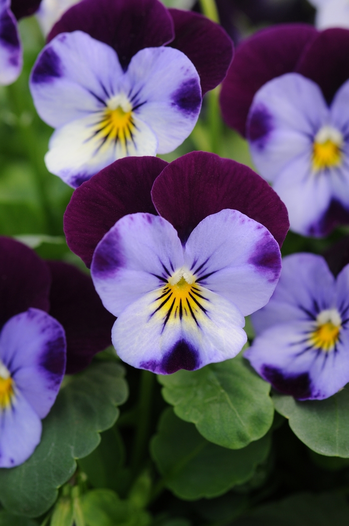 'Denim Jump Up' Viola Sorbet - Viola cornuta from Wilson Farm, Inc. 'Denim Jump Up' Viola Sorbet - Viola cornuta from Wilson Farm, Inc.